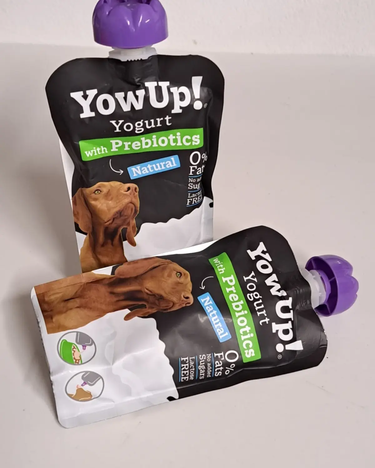 Hundefutter. Futter für Tiere. Schöner Corgi isst Futter