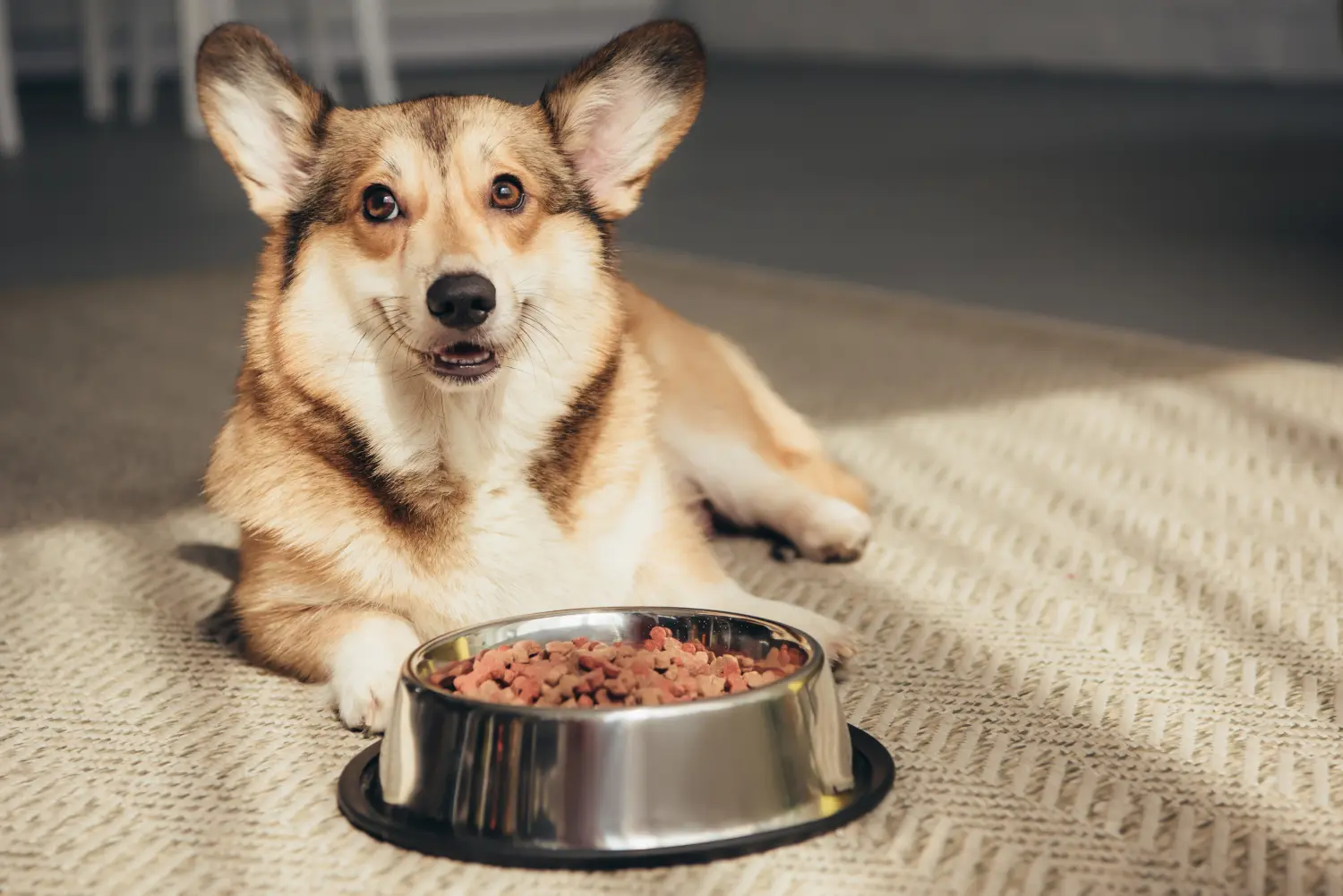 Pembroke Welsh Corgi auf dem Boden liegend mit einem Napf voller Hundefutter