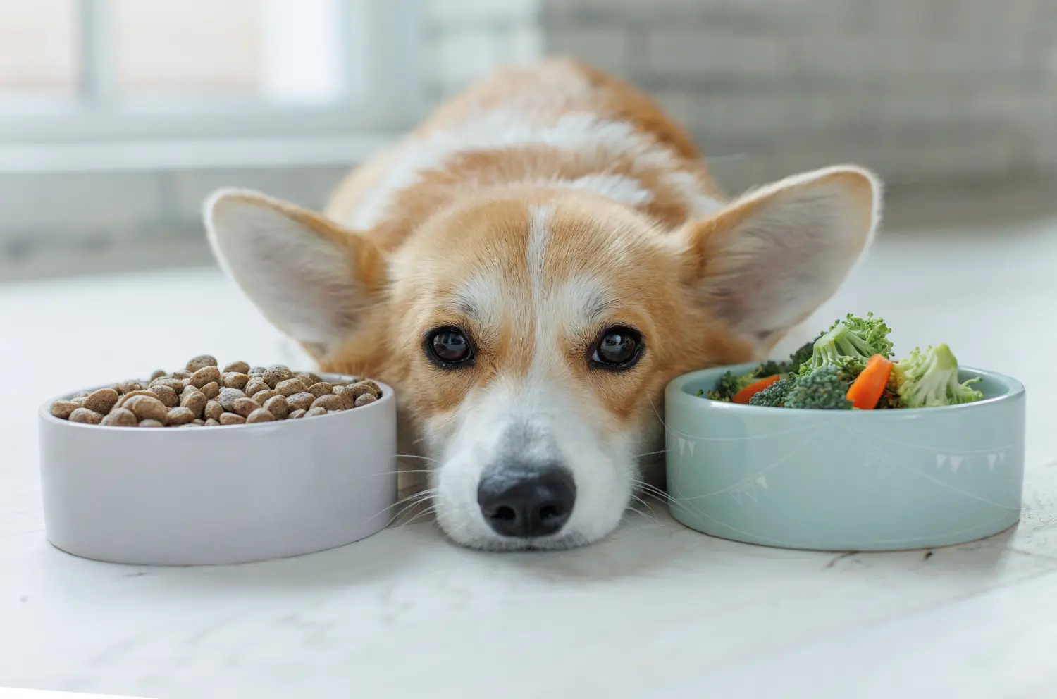 Hundefutter. Futter für Tiere. Schöner Corgi isst Futter.